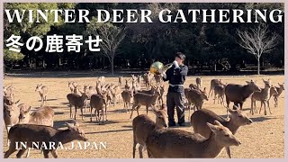 【伝統行事】冬の鹿寄せ /Winter Deer Gathering/IN NARA, JAPAN/冬の風物詩/飛火野/奈良公園/国の天然記念物/ナチュラルホルンの音色に誘われて