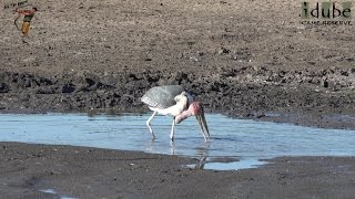 Marabou: Worlds Ugliest Stork