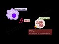 CYTOKINES  ILs, INFs, TNFs, CSFs and Chemokines (FL-Immuno04)