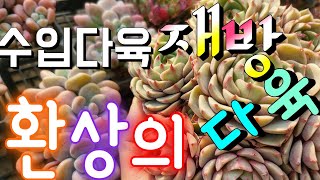 (재방) 수입 구경 하세요