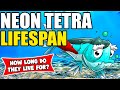 How Long Do Neon Tetras Live? | Neon Tetra Lifespan | How Long Do Neon Tetras Live In An Aquarium?