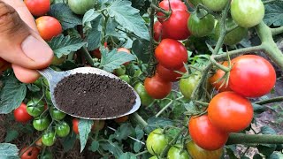 July top dressing Tomato and Cucumber for accelerated and abundant fruit ripening!