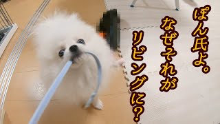 【激写】リビングにあるはずのないものが・・・【いたずら映像】