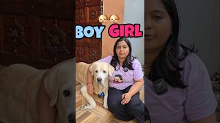 ഏത് പപ്പിയെ വാങ്ങണം ningal പറയു  #labrador #viralvideo #dog