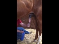 chemical ejaculation in the stallion