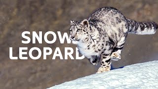 Trailing The Rare Snow Leopard And Her Cubs Through The Himalayas | Wildlife Documentary