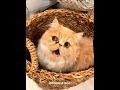 かわいい shorts cat エキゾチックロングヘア エキゾチックショートヘア 猫 ねこ 子猫