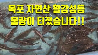 목포 자연산 활감성돔 물량이 터졌습니다! 싱싱하고 맛있습니다.