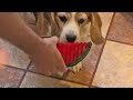 biosafe watermelon dog toy