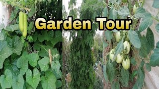 Mami's garden tour vlog 2023 Italy|চলুন দেখি,,ইতালিতে মামা-মামী কি কি সবজির বাগান করেছে|🍆🥒🍋🍈🌶️