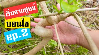 บอนไซ : ep.2 เร่ิมจากศูนย์ การสร้างบอนไซ | Bonsai