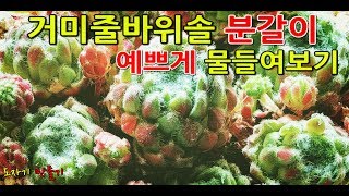 바위솔 분갈이 흙배합Bamboo soil mixing