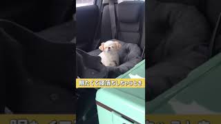 【眠たくて寝落ちしちゃうとき】+ 頭カクカク