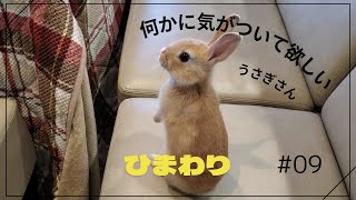 子うさぎ【ひまわり】の正確な○○○○にびっくり！