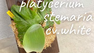 ビカクシダ ステマリアホワイトの板付けの仕方。Platycerium stemaria cv.white