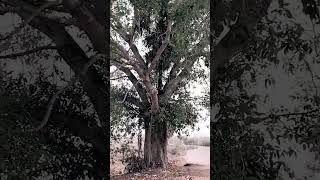 twin trees Banyan tree and palm tree