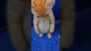Bro forgot that he is a Cat