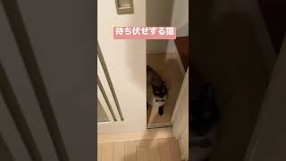 待ち伏せする猫 / The cat ambush