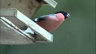 DOMHERRE  Eurasian Bullfinch  (Pyrrhula pyrrhula)  Klipp - 1035