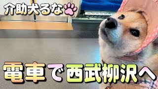 【柴犬介助犬】電車に乗って西武柳沢へ［柴犬介助犬るな］