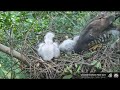 大安鳳頭蒼鷹 daan crested goshawk 鳳爸偷吃兒童餐，鳳媽回家餵食／ dad eat kids food then mom come back 20200502