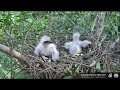 大安鳳頭蒼鷹 daan crested goshawk 鳳爸偷吃兒童餐，鳳媽回家餵食／ dad eat kids food then mom come back 20200502