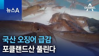 국산 오징어 급감…포클랜드산 풀린다 | 뉴스A