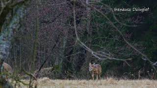 Sarna europejska (Capreolus capreolus).  Kozioł myłkus.