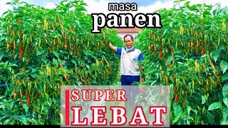 RAHASIA TANAM CABE SUPER LEBAT,Subur Tidak Harus Mahal (part 2)