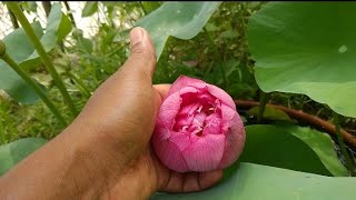 Lotus in my garden ( Dialine)