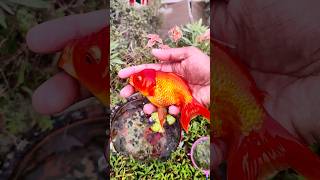 Unboxing Colorful Ornamental Fish, KoiFish#cometfish, #gourami,#brazilturtle,#shrimp