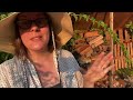 hardy kiwis real talk on actinidia in my permaculture garden