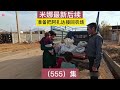 555集｜准备把阿扎达接回农场 米娜最新后续#纪录片解说