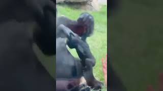 Unlikely Friendship: Gorilla Mom Shows Off Her Baby to a Human Mom