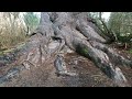 WORLDS RECORD SITKA SPRUCE... OLYMPIC NATIONAL PARK