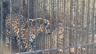 番外編 ネリアちゃんが気になるリンドくん【‎2024年‎】【東武動物公園】ジャガー