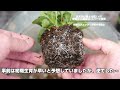 植え付け用土比較！市販の培養土vs腐葉土vsバーク堆肥 5