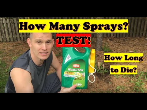 Weed B Gone RESULTS Over Time TEST! | How Many Sprays To Kill Weeds ...