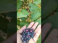 phalsa berries 🍒🍒 shortsvideo falsa satisfying trending today