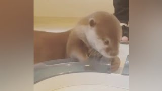 Baby Genki looks so cute in her childhood time🥰🦦NaughtyOtter|Cute Otter