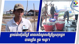 [08-01-25] ម្ចាស់ម៉ាស៊ីនវ៉ៃត្រី បញ្ជាក់ថា ត្រីសម្រាប់ធ្វើប្រហុកផ្អក ឆ្នាំនេះ នេសាទបានច្រើន ទាំង២រដូវ