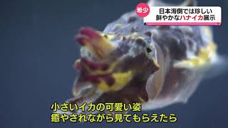 カラフル　日本海側に現れた珍客【ハナイカ 】