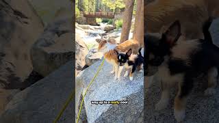 #sequoianationalpark #lodgepole Marble Fork Kaweah River with #chihuahua