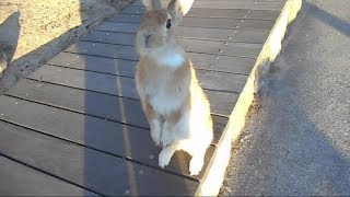 外うさぎを探しに【Vol. 3】Finding rabbits うたっちでお出迎えの兎島の兎