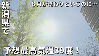 【体温超える】危険な暑さ　長岡市と阿賀町津川で39度の最高気温予想　熱中症に警戒を 《新潟》