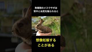 日本人の9割が知らないウサギの雑学Part2#ウサギ#rabbit #trivia