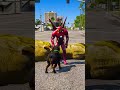 GTA V : IRON MAN SAVING CHOP 😮| #shorts