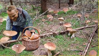 Giant Mushrooms. Picking WILD MUSHROOMS 2024, Extreme Boletus Mushrooms, Large mushrooms Hunting