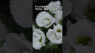 ２／１９　今日の誕生花は？花言葉は？