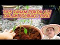 Tips Alih Pokok Cili | Pemula